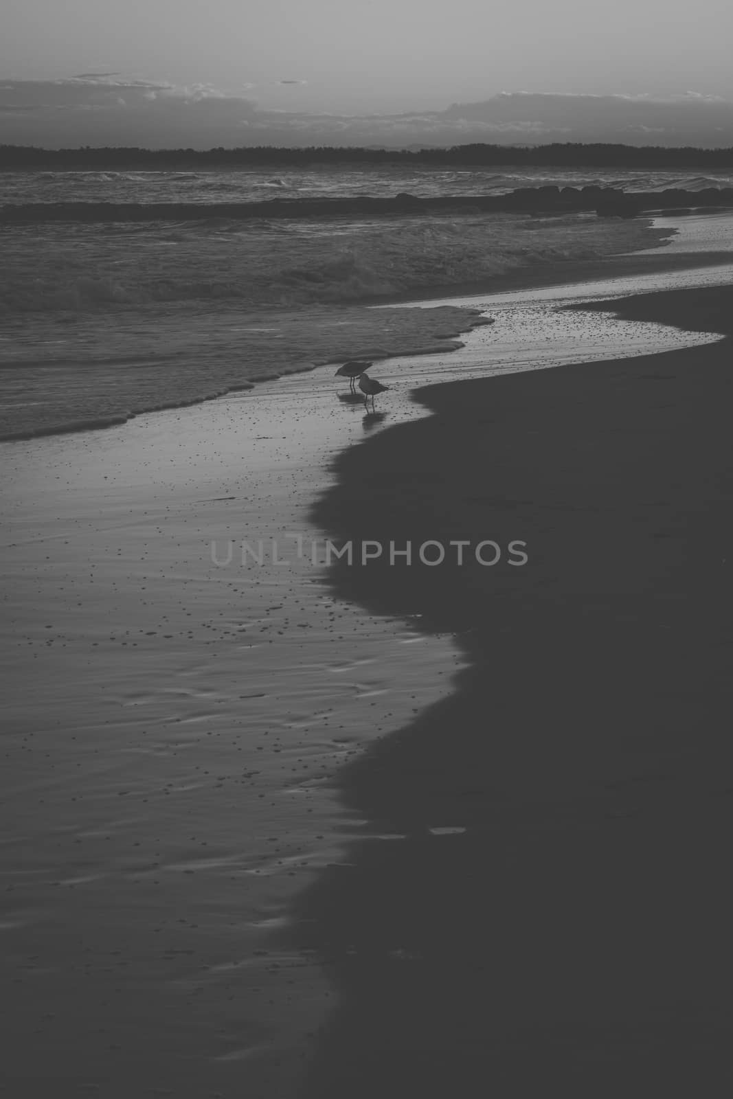 Seagull on the beach during the day time.