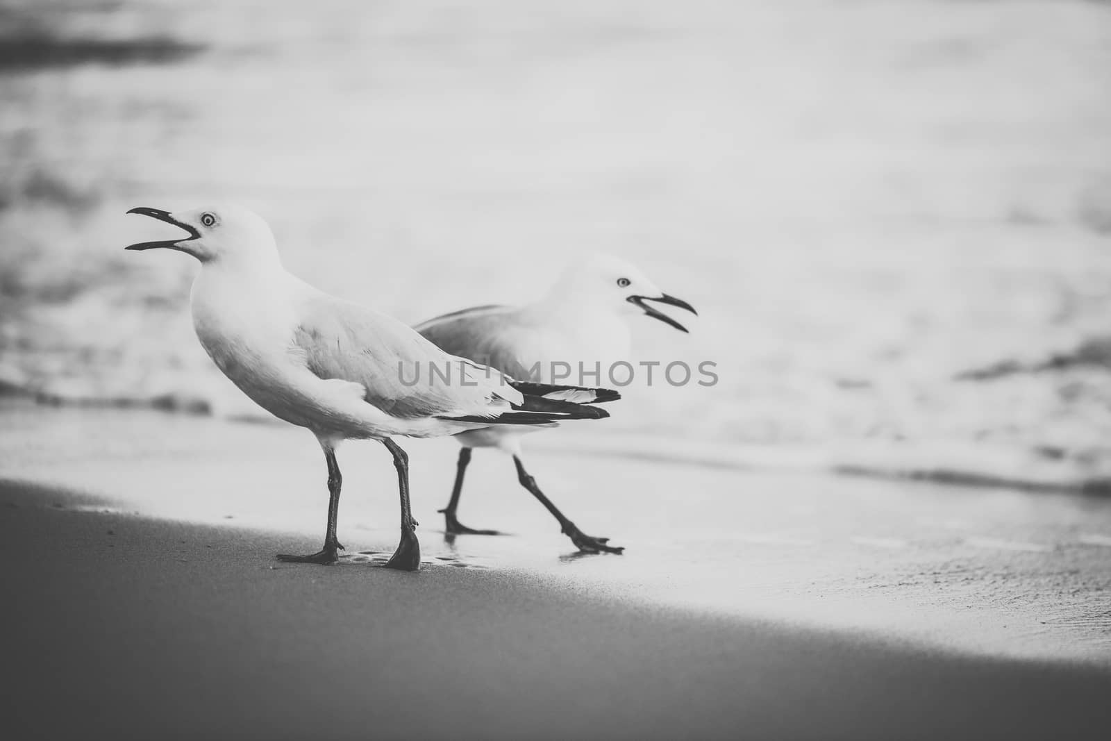 Seagull on the beach during the day time.