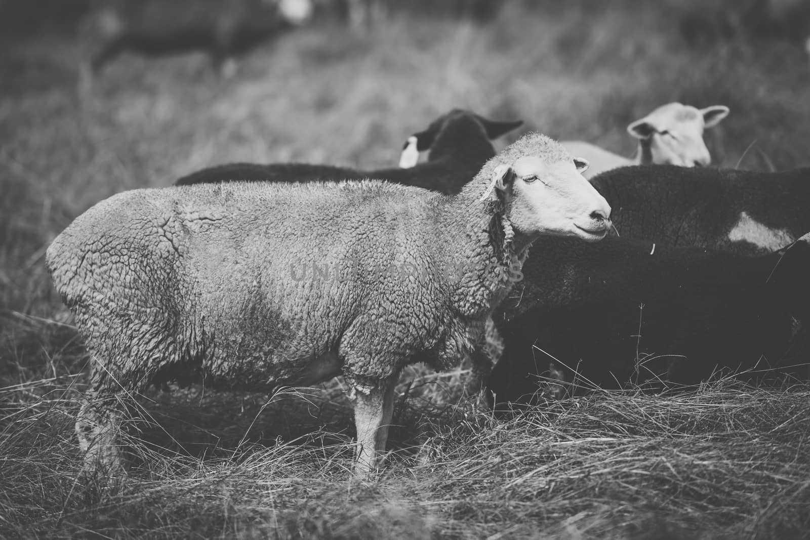 Sheep on the farm during the day time.