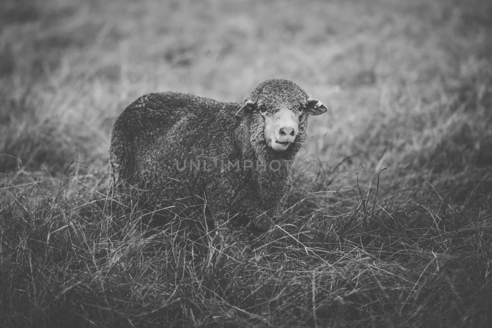 Sheep on the farm during the day. by artistrobd