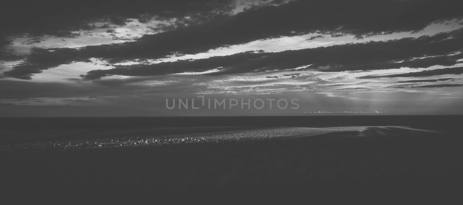 Sheep on the farm during the day. by artistrobd