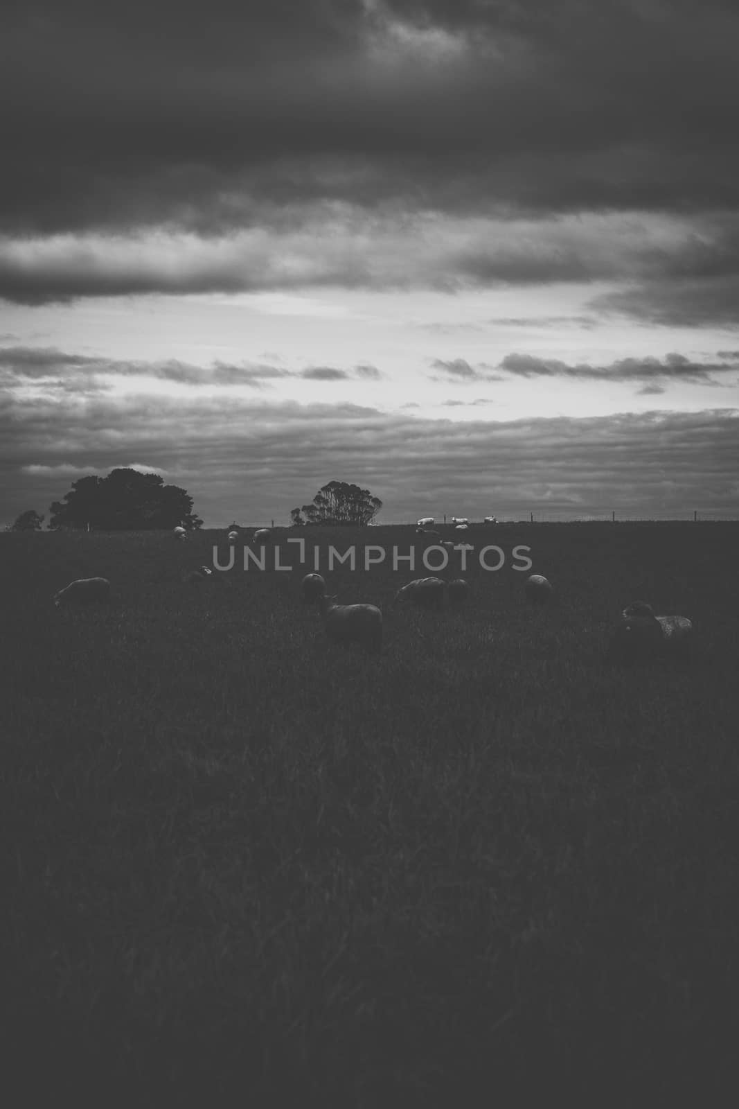 Sheep on the farm during the day. by artistrobd