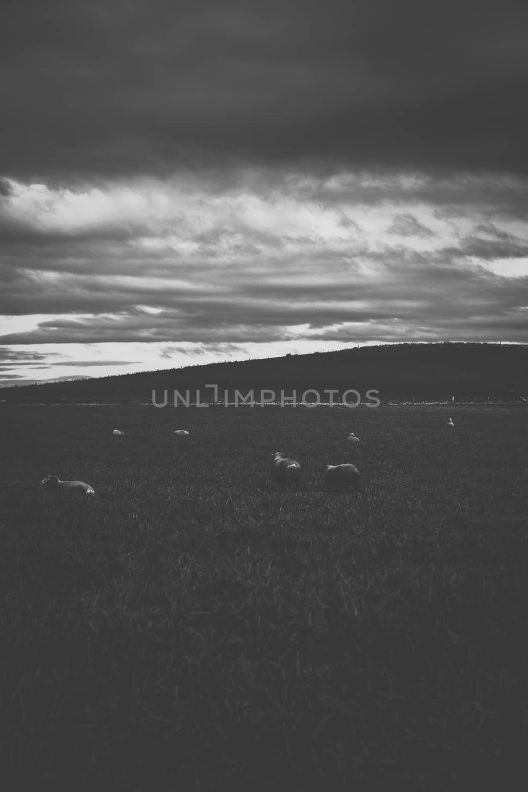 Sheep on the farm during the day. by artistrobd