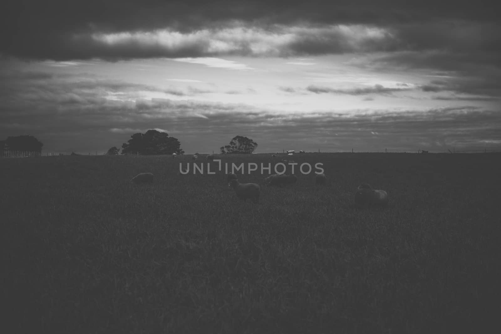 Sheep on the farm during the day. by artistrobd