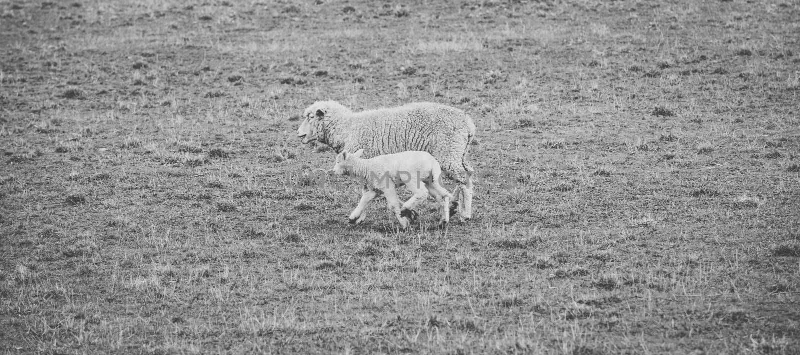 Sheep on the farm during the day. by artistrobd