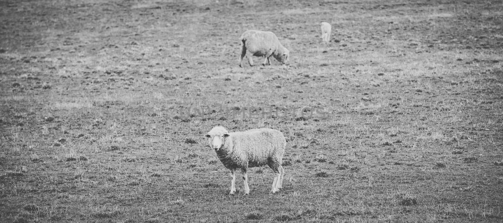 Sheep on the farm during the day time.