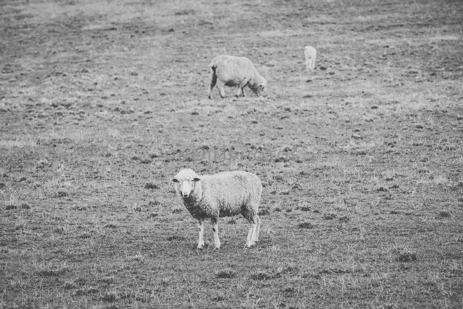 Sheep on the farm during the day. by artistrobd