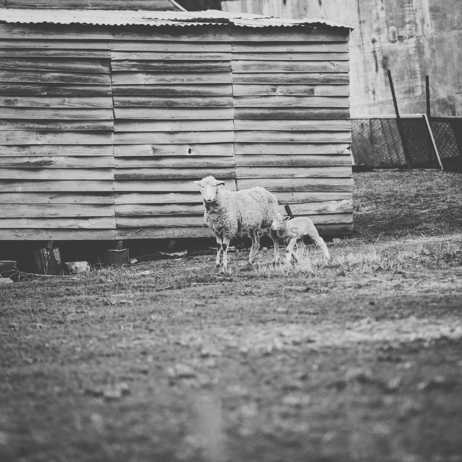 Sheep on the farm during the day time.