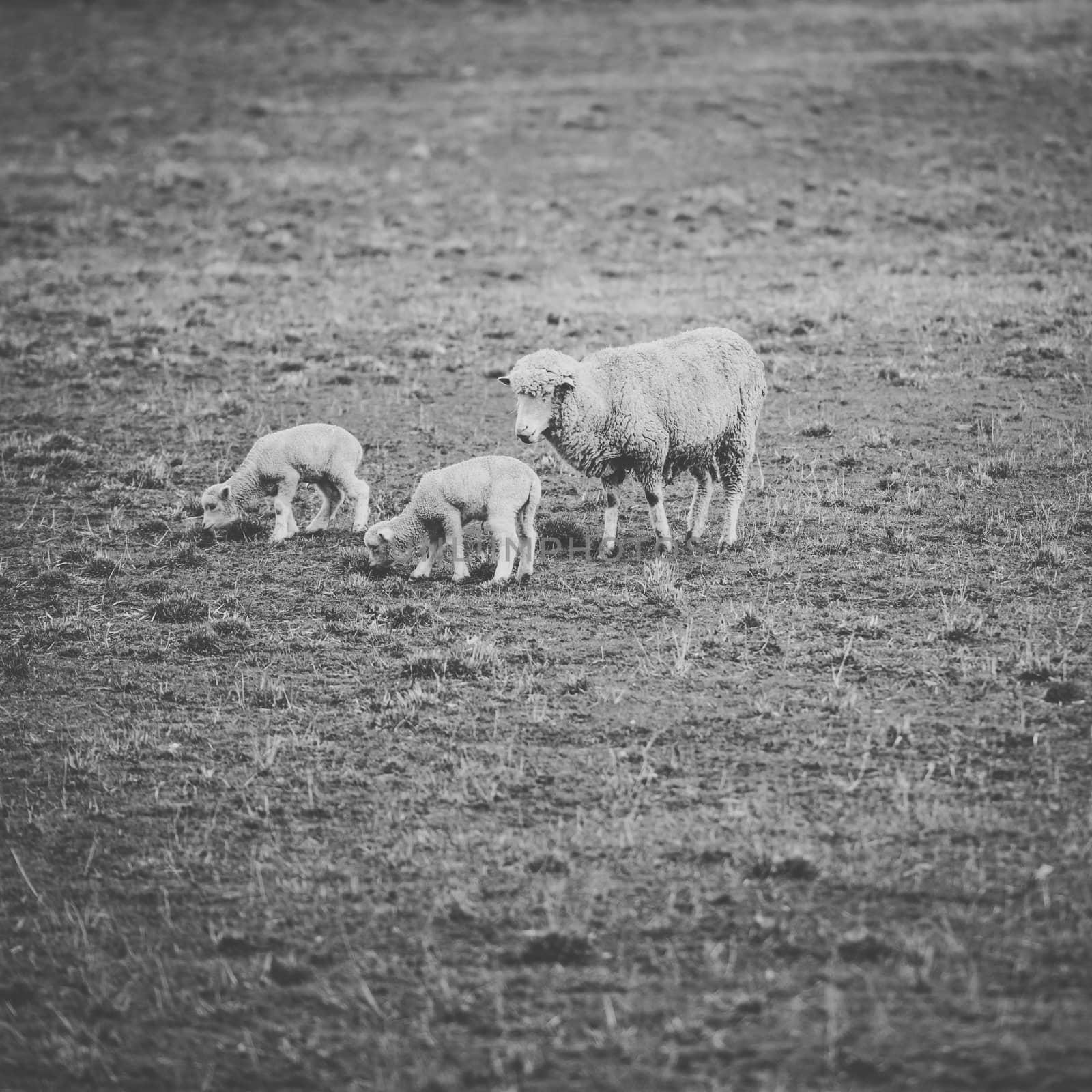 Sheep on the farm during the day. by artistrobd