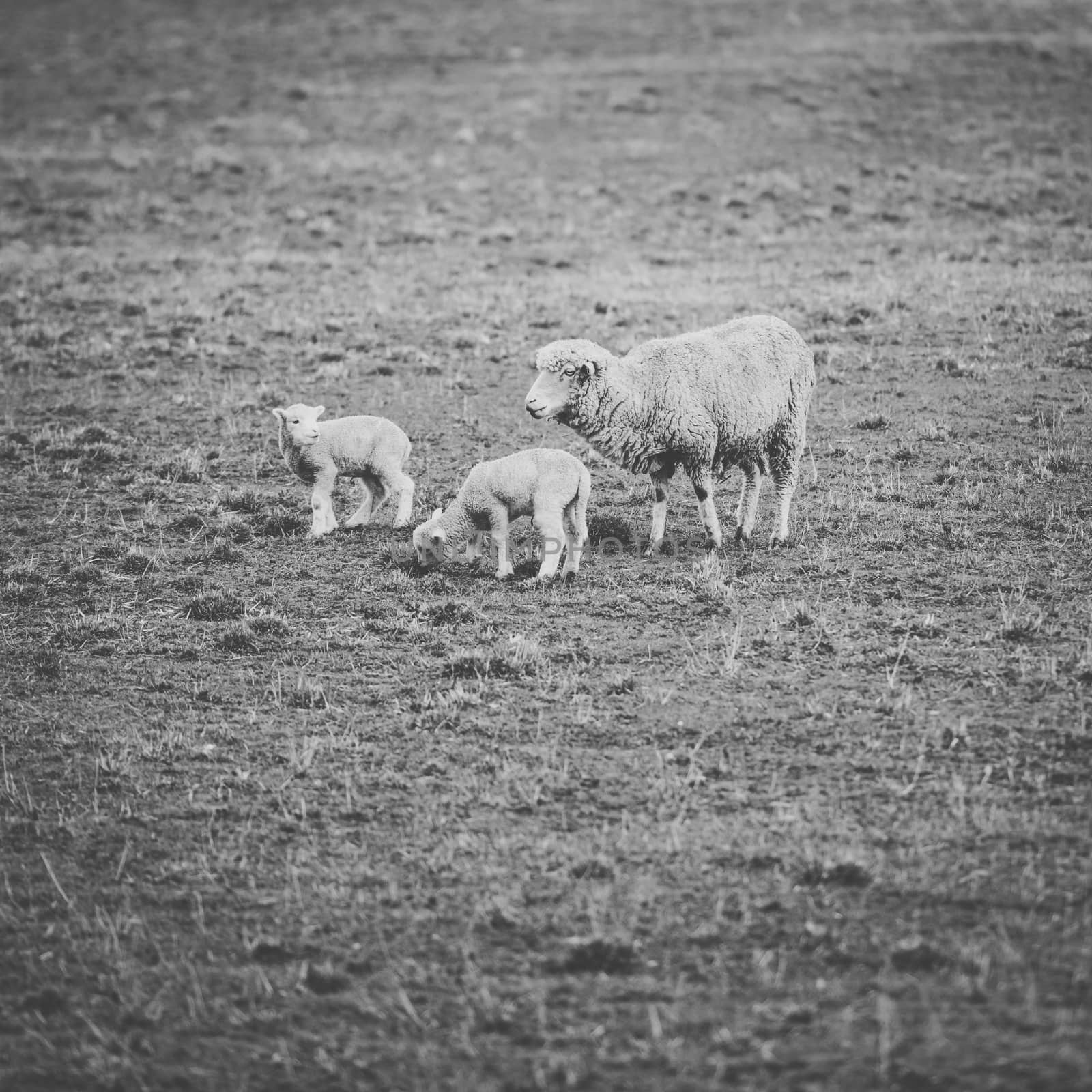 Sheep on the farm during the day. by artistrobd