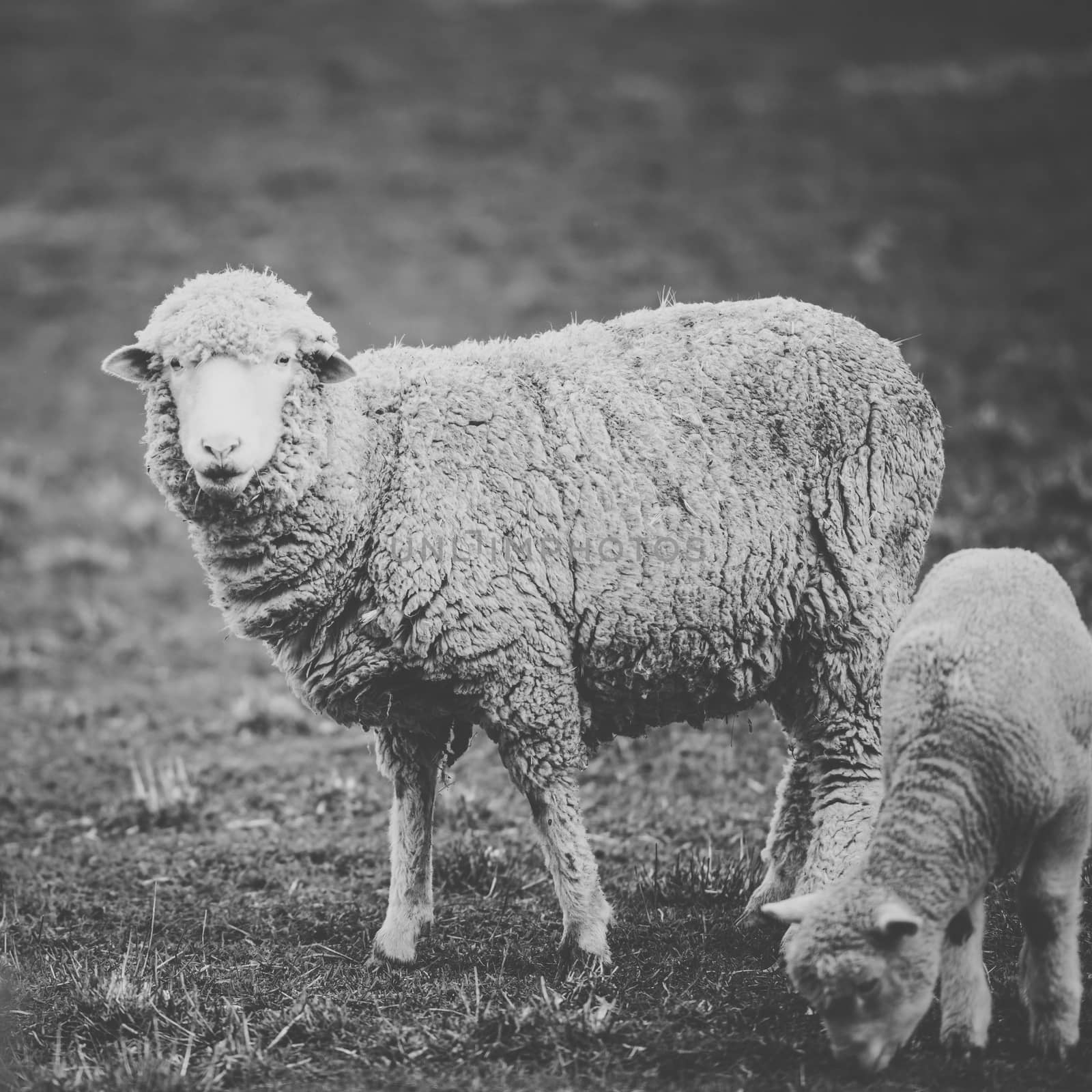 Sheep on the farm during the day. by artistrobd