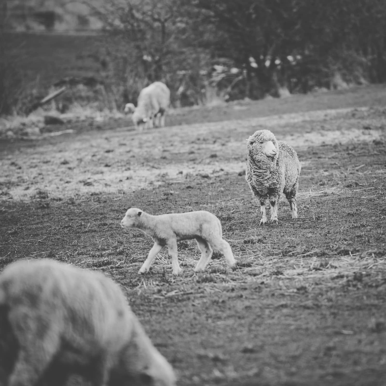 Sheep on the farm during the day time.