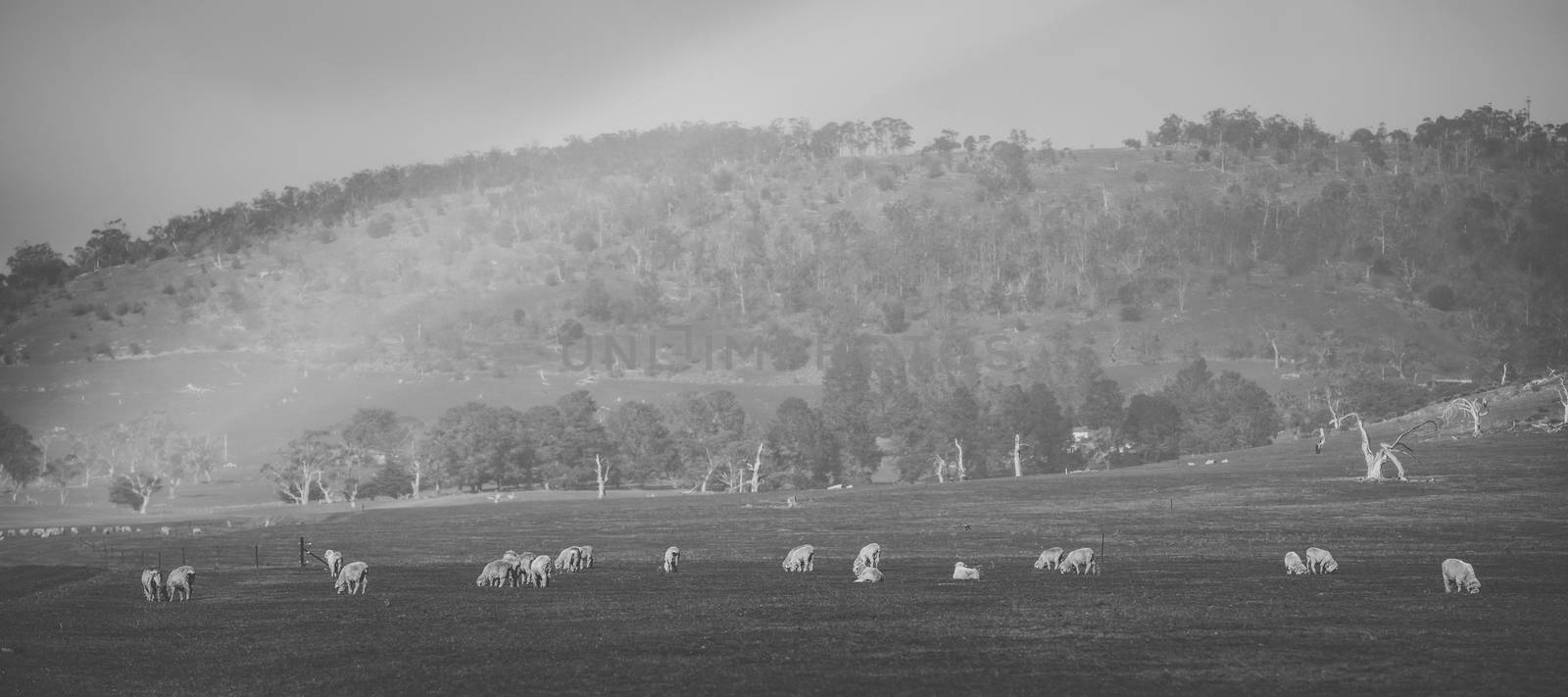 Sheep on the farm during the day. by artistrobd