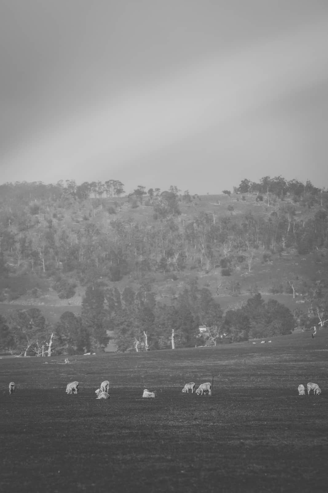 Sheep on the farm during the day time.