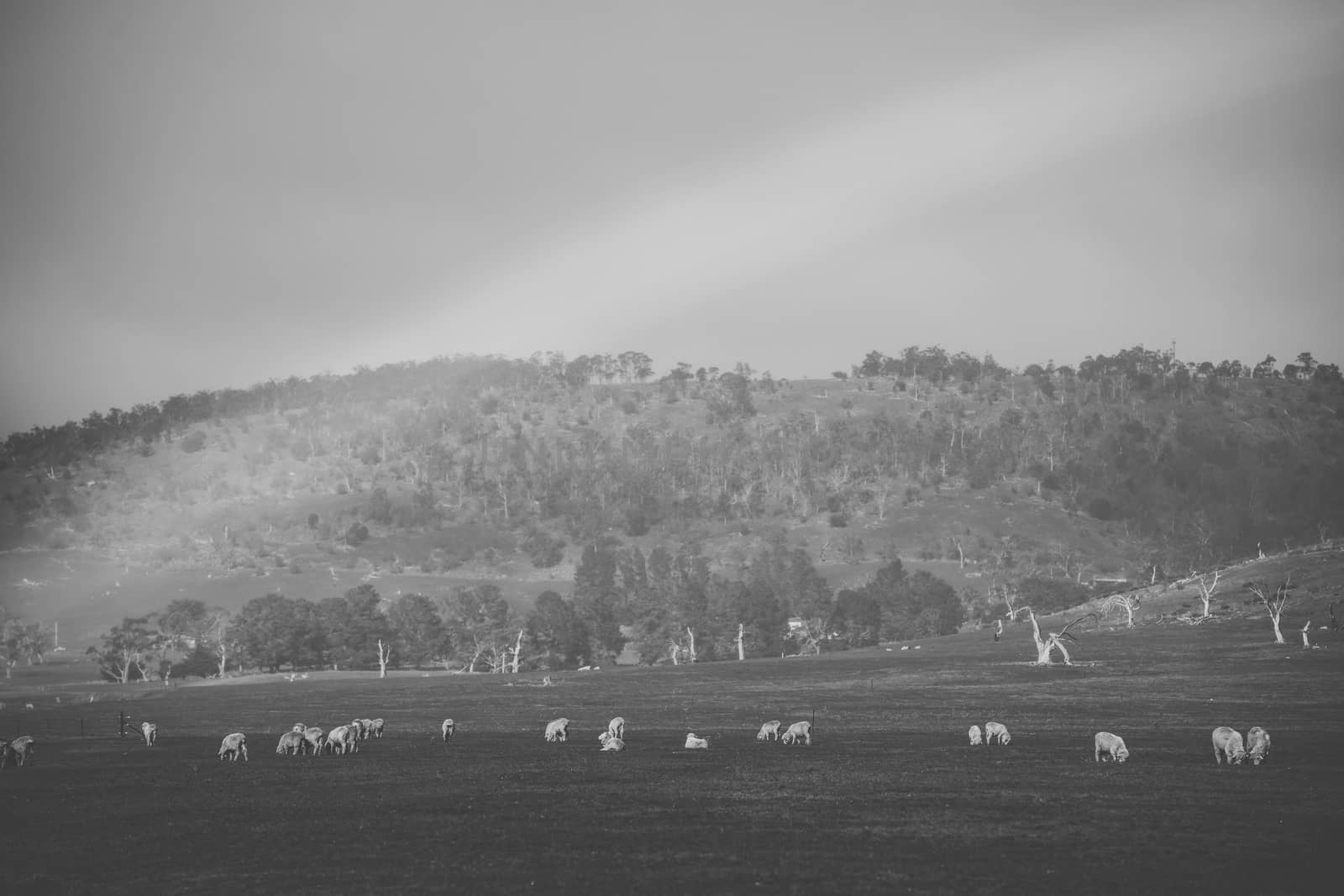 Sheep on the farm during the day. by artistrobd