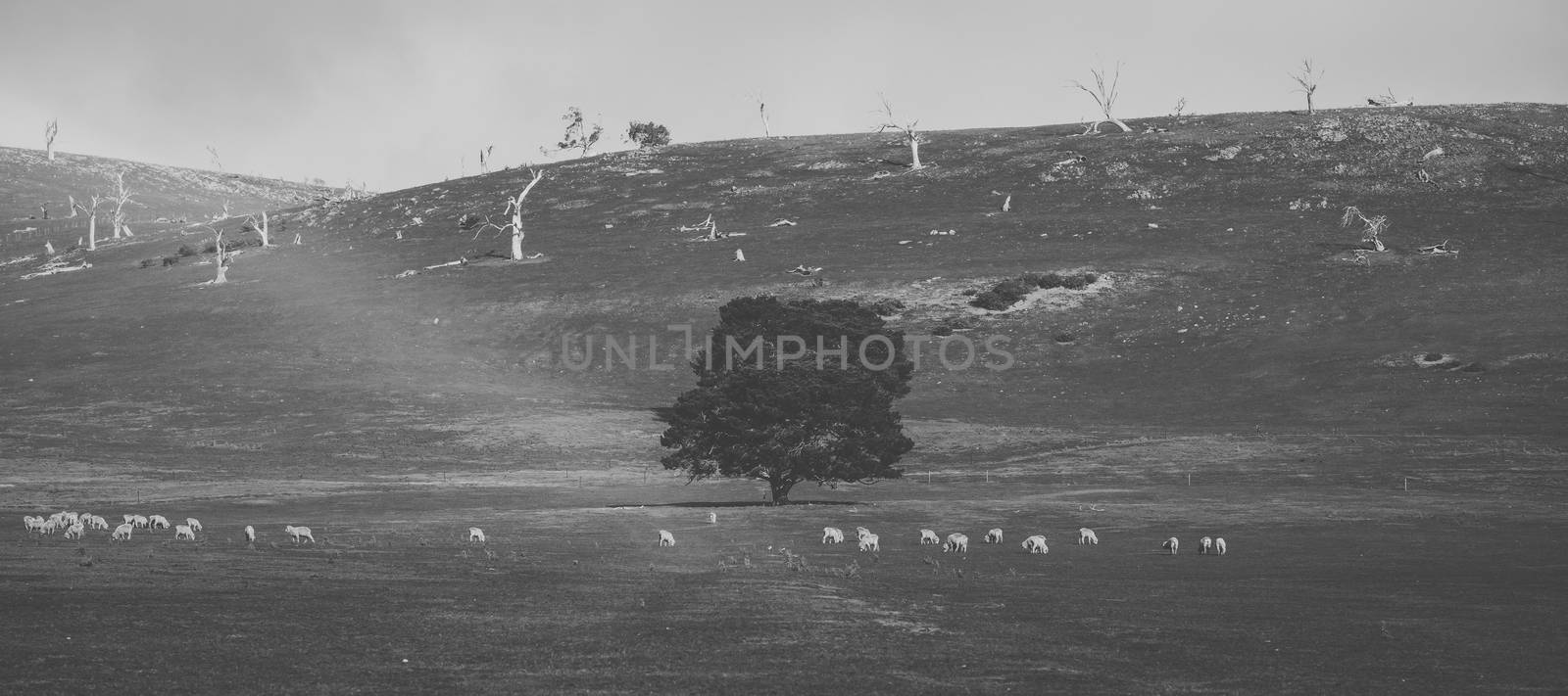 Sheep on the farm during the day time.