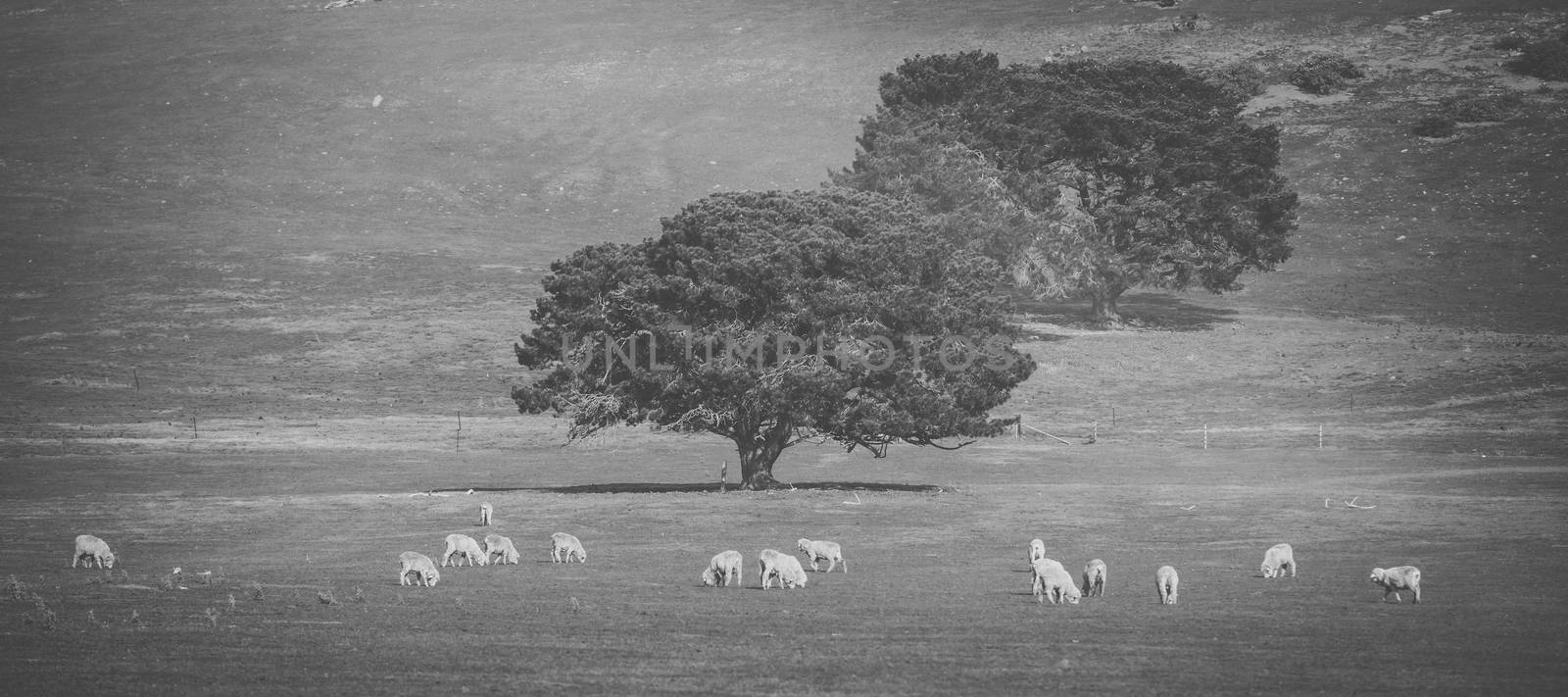 Sheep on the farm during the day. by artistrobd