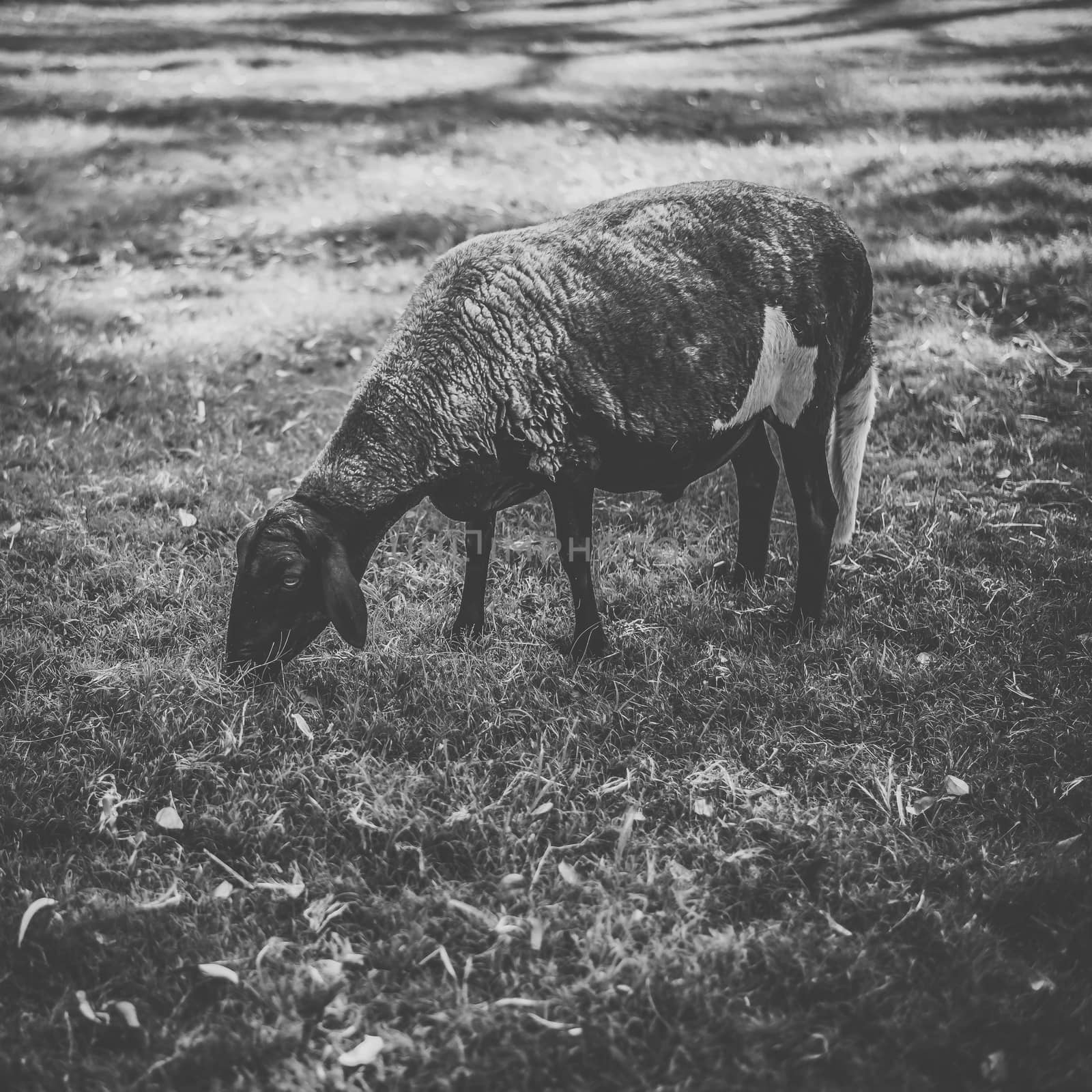 Sheep on the farm during the day. by artistrobd