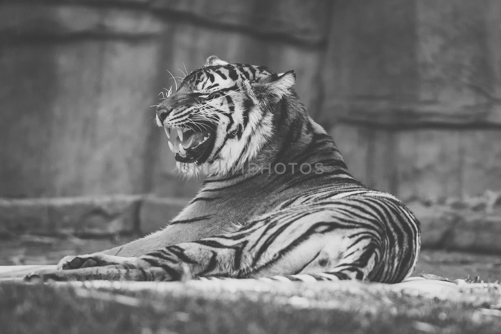 Large Bengal Tiger by itself outdoors during the day time.