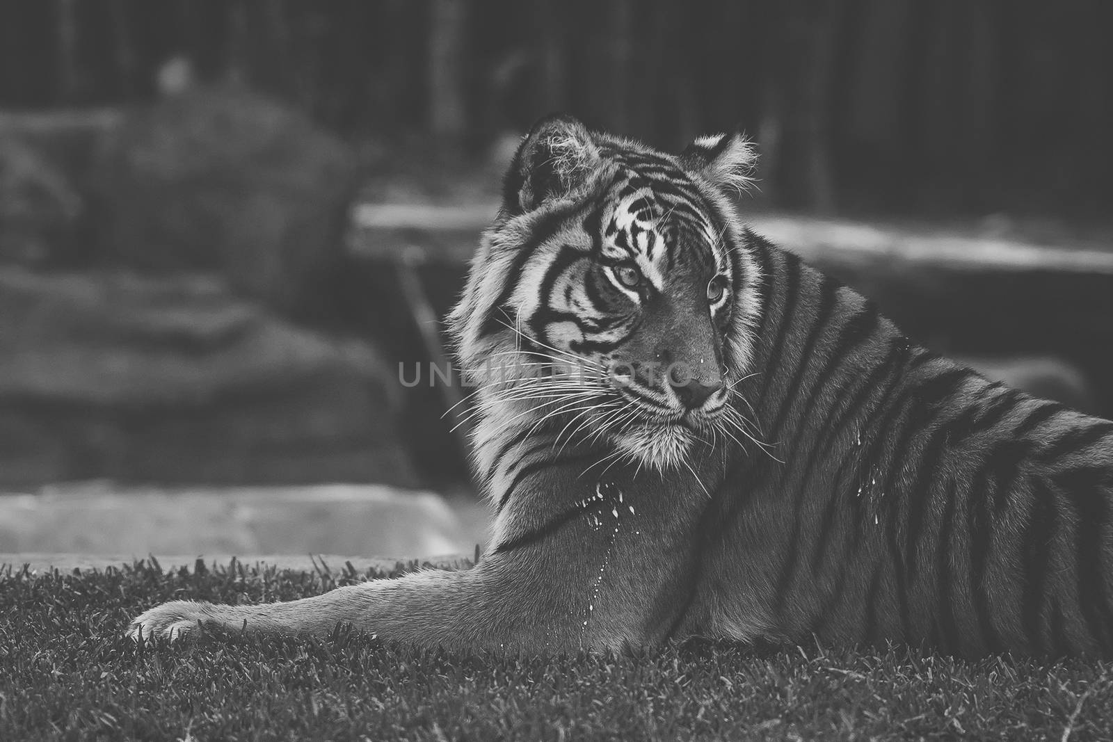 Bengal Tiger by artistrobd