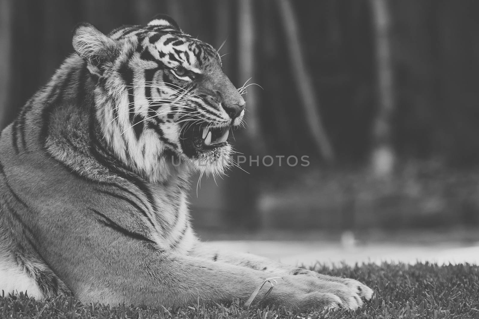 Large Bengal Tiger by itself outdoors during the day time.