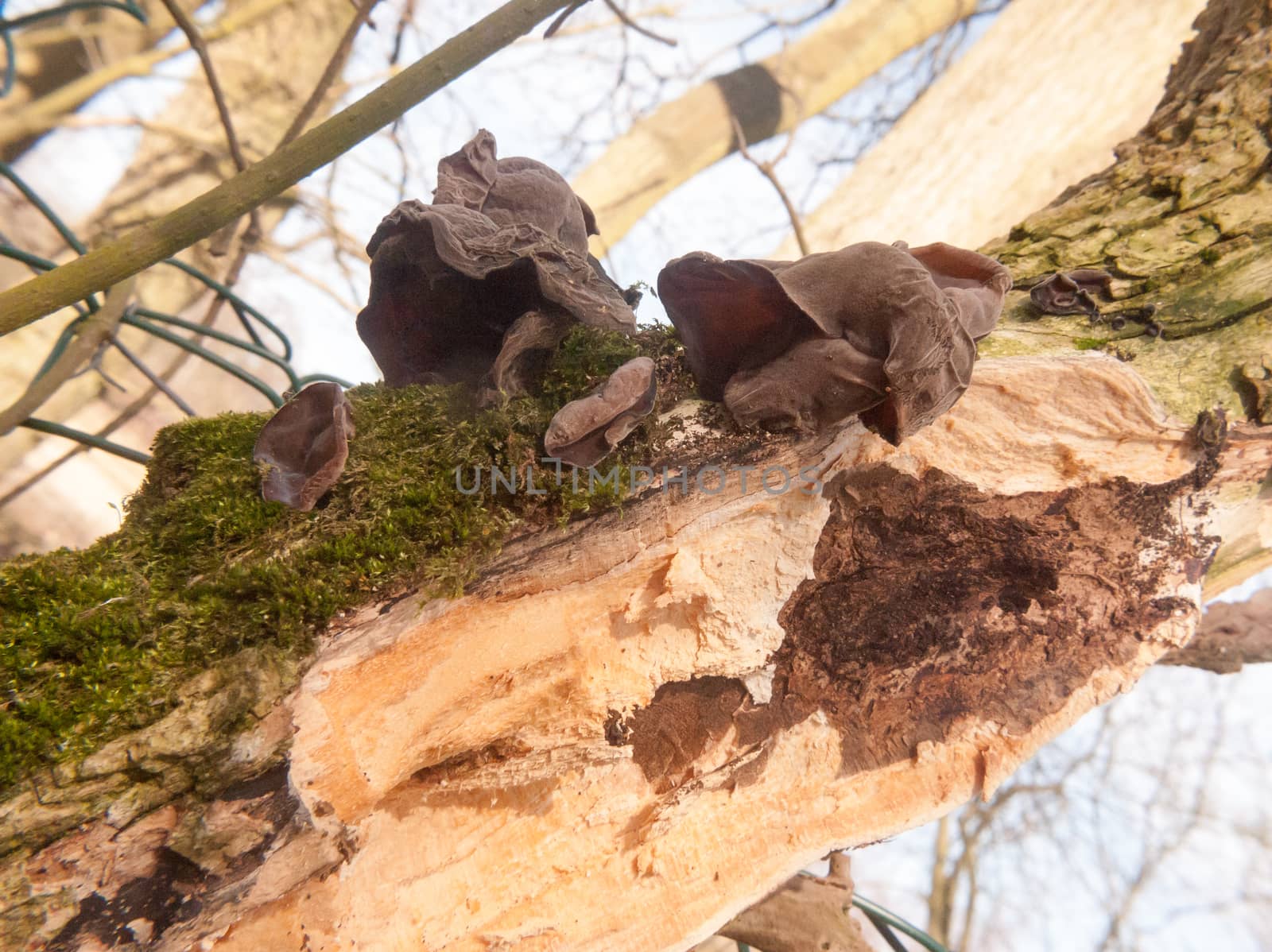 close up of growing hanging jelly jew ears tree elder - Auricularia auricula-judae (Bull.) Wettst. - Jelly Ear Fungus; essex; england; uk