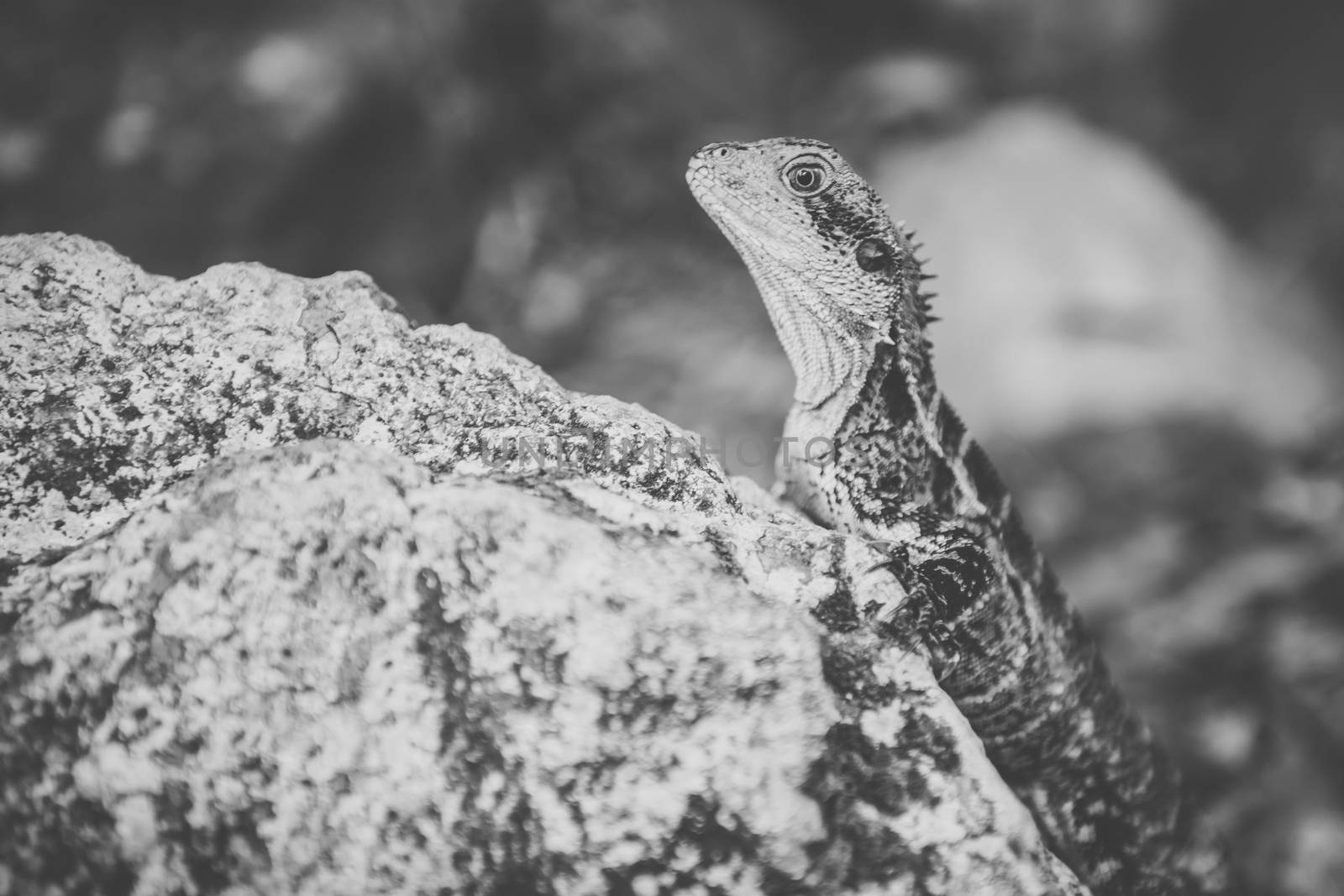 Water Dragon outside during the day time.