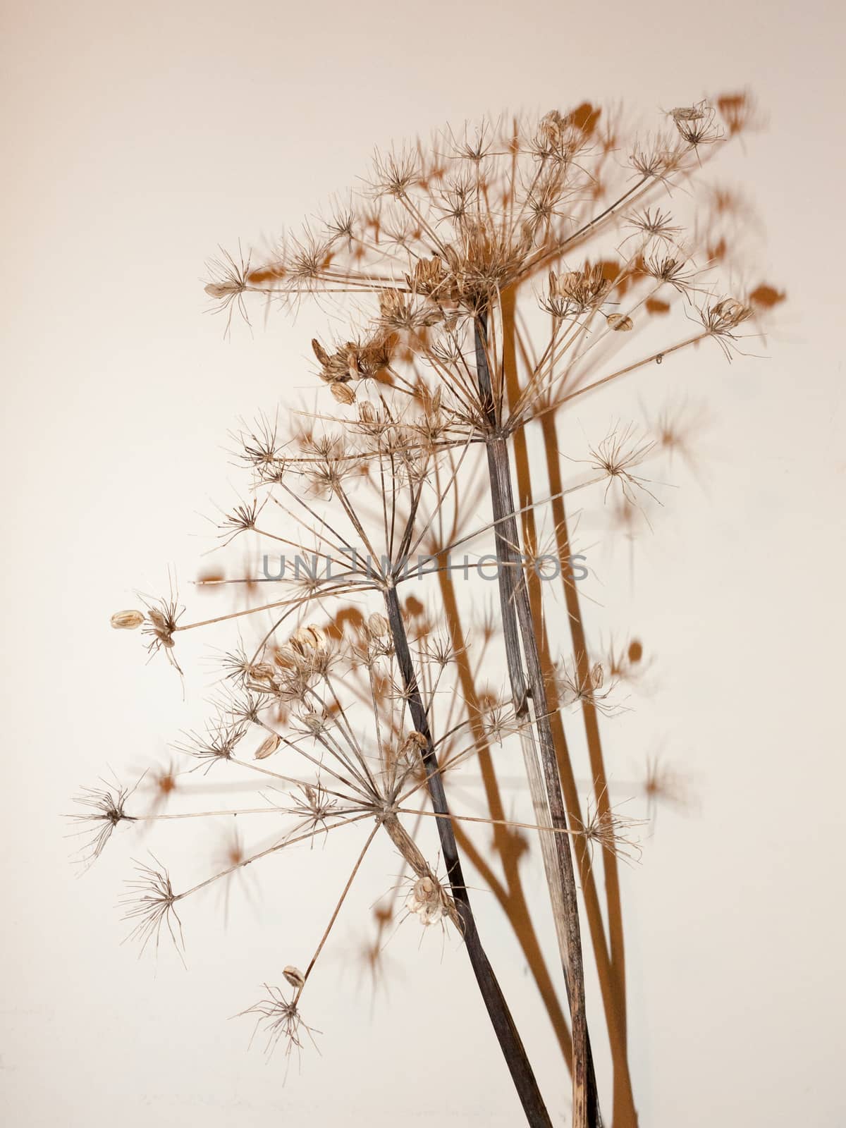 dead plant tree stem on white background shadow ornament pretty; essex; england; uk