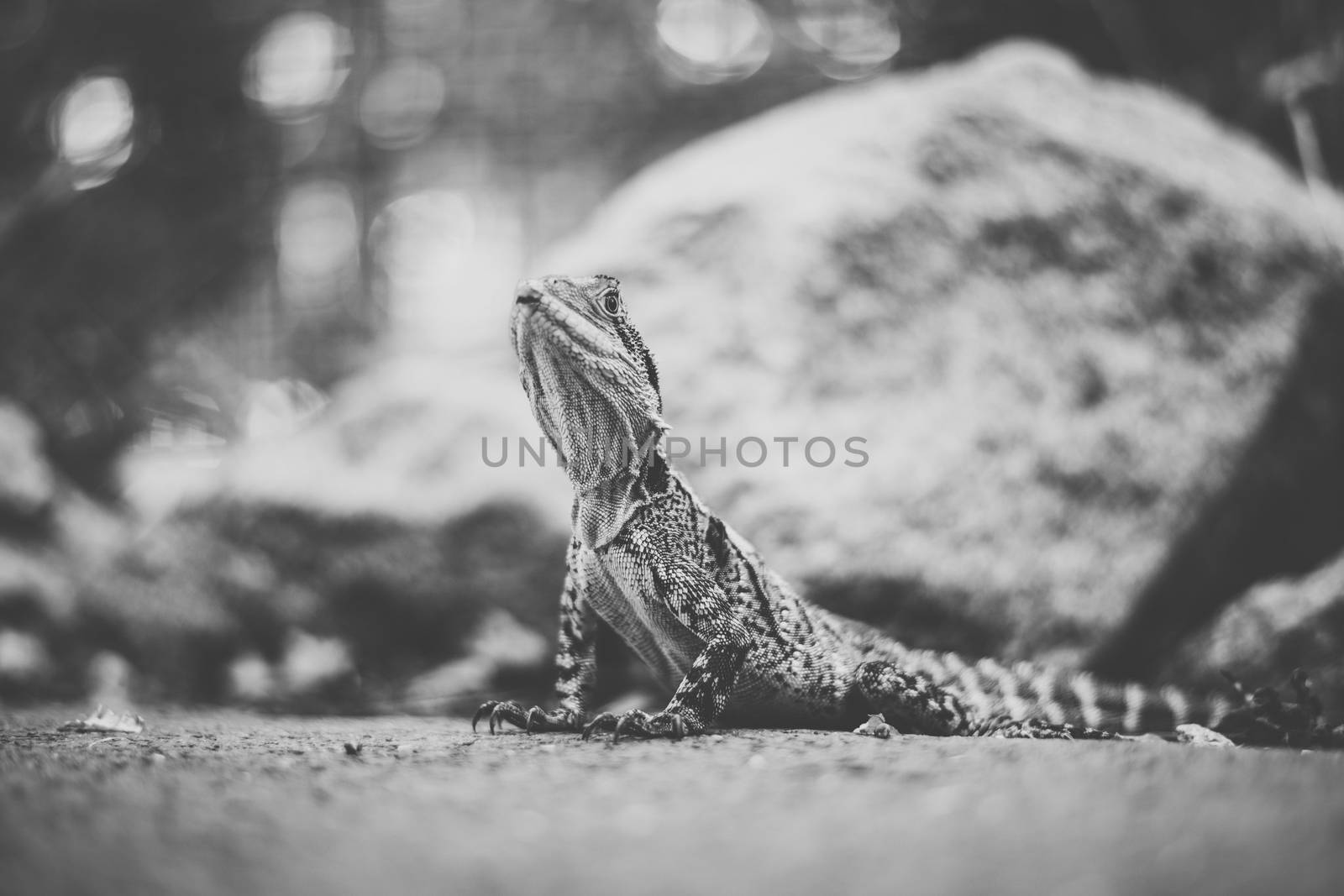 Water Dragon outside during the day time.