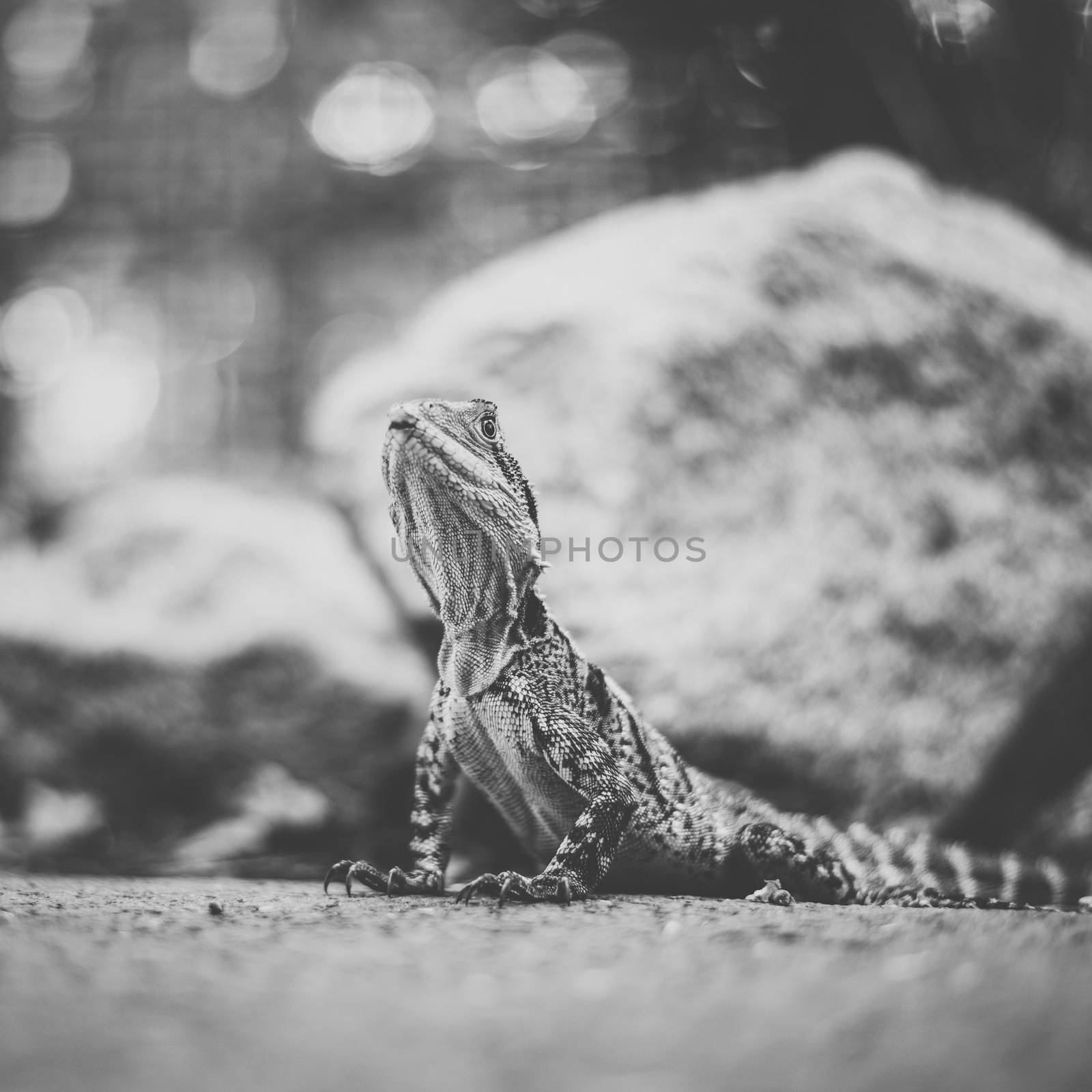 Water Dragon outside during the day time.