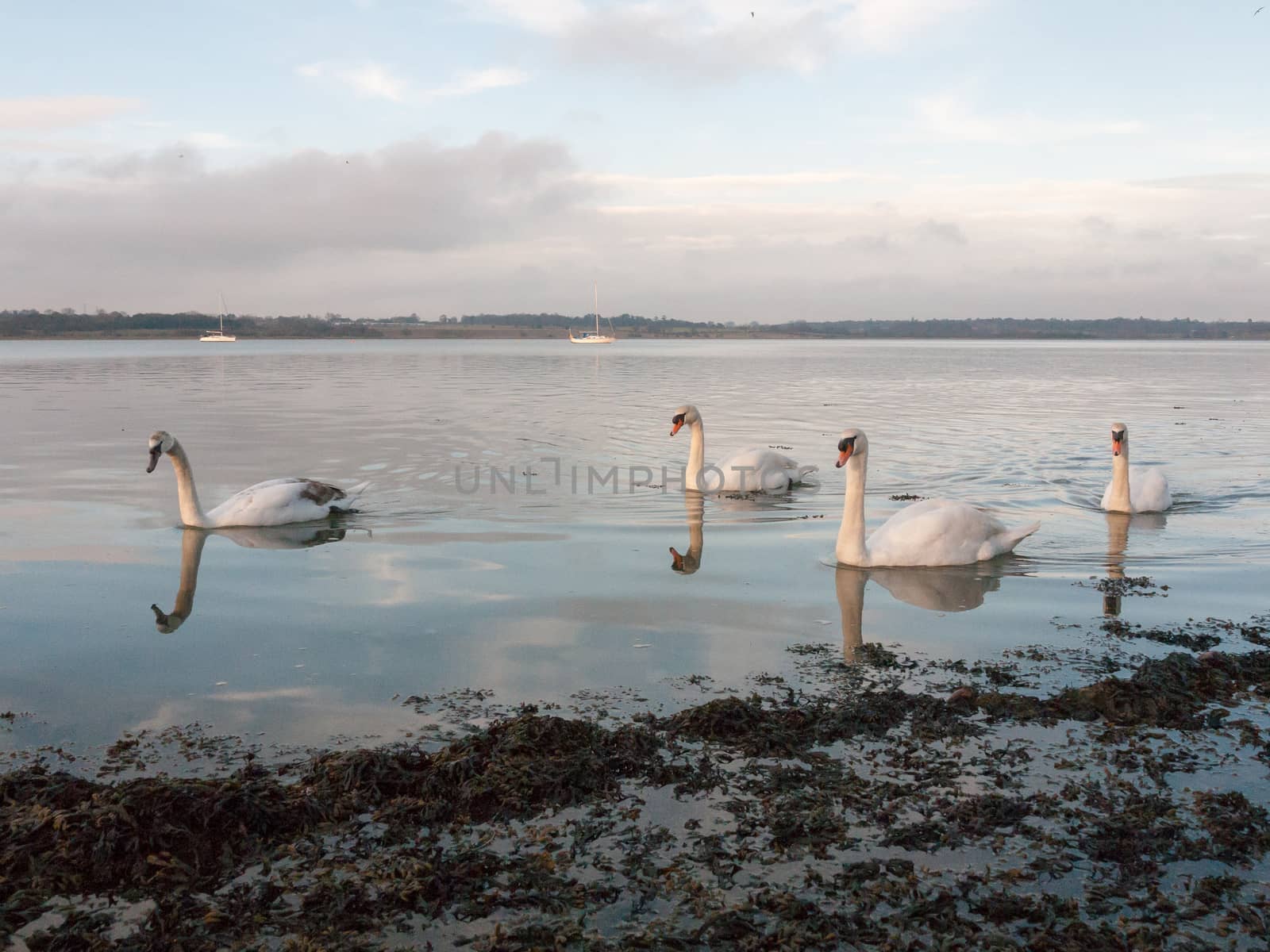 coastal water ocean scene with white mute swans family day sky; essex; england; uk