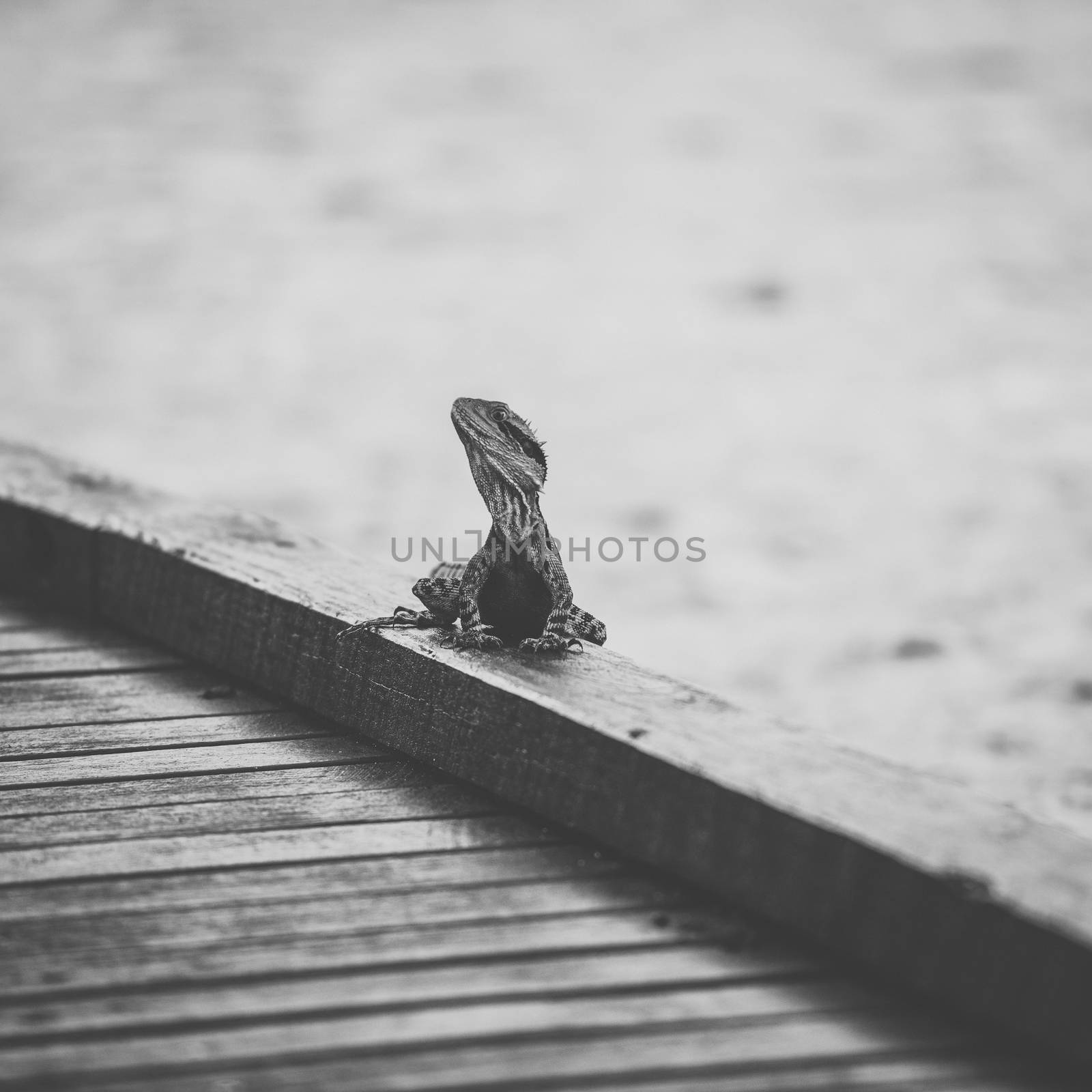 Water Dragon outside during the day time.