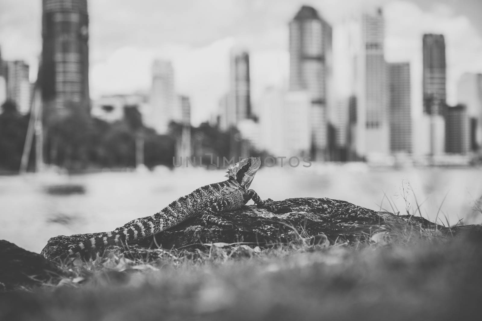 Water Dragon outside during the day time.