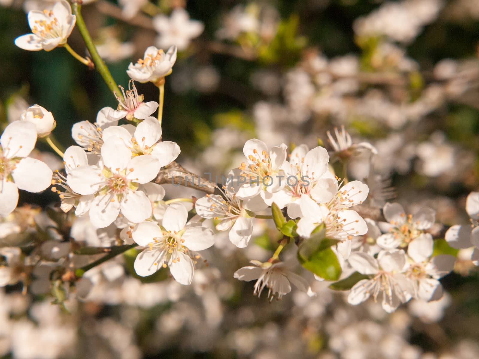 close up growing white blossom buds flowers on tree spring; essex; england; uk