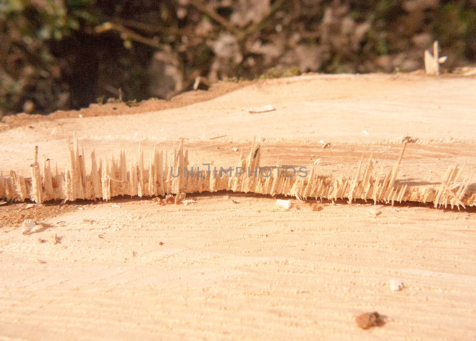 close up split cut section of wood tree stump macro detail; essex; england; uk