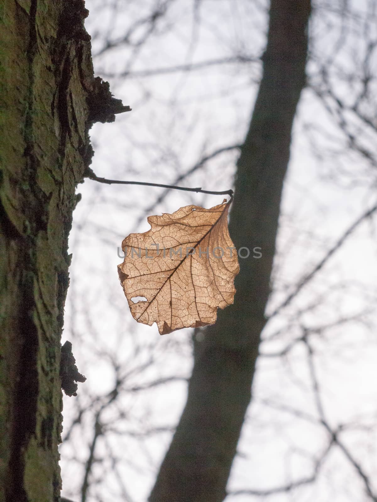 close up brown dead leaf hanging on tree in sky autumn pretty or by callumrc