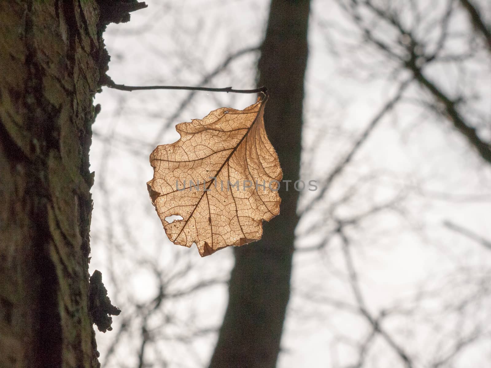 close up brown dead leaf hanging on tree in sky autumn pretty or by callumrc
