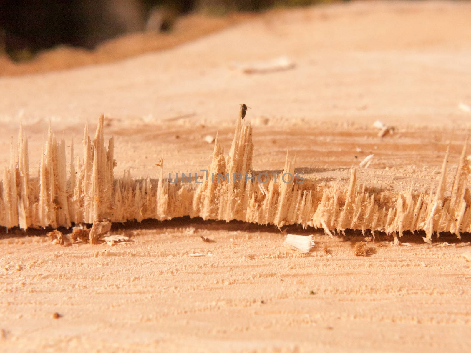 close up split cut section of wood tree stump macro detail sharp; essex; england; uk