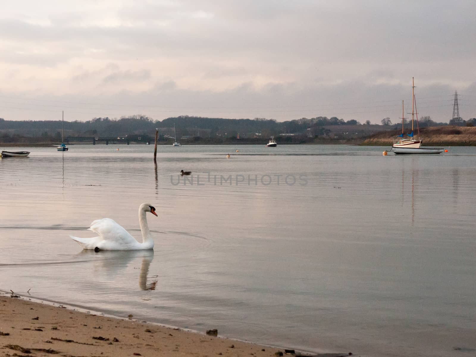 single white mute swan coast bay dock swimming; essex; england; uk