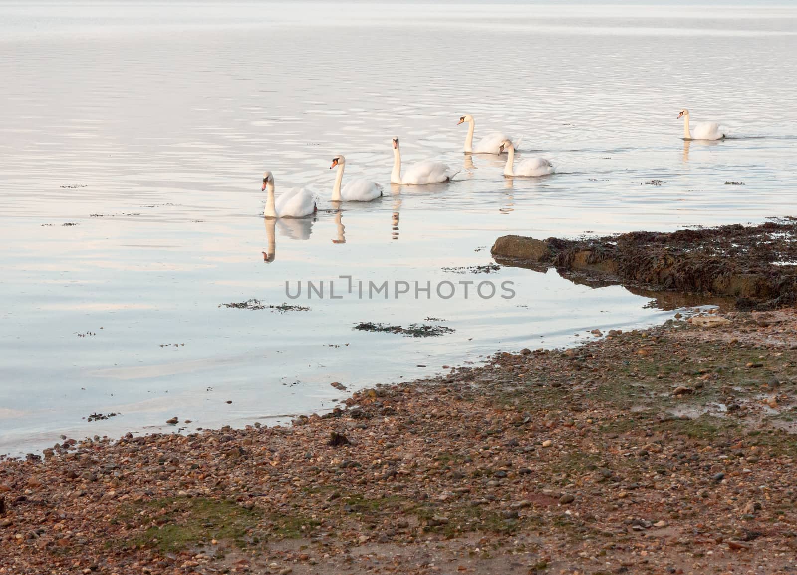 coastal water ocean scene with white mute swans family day sky by callumrc