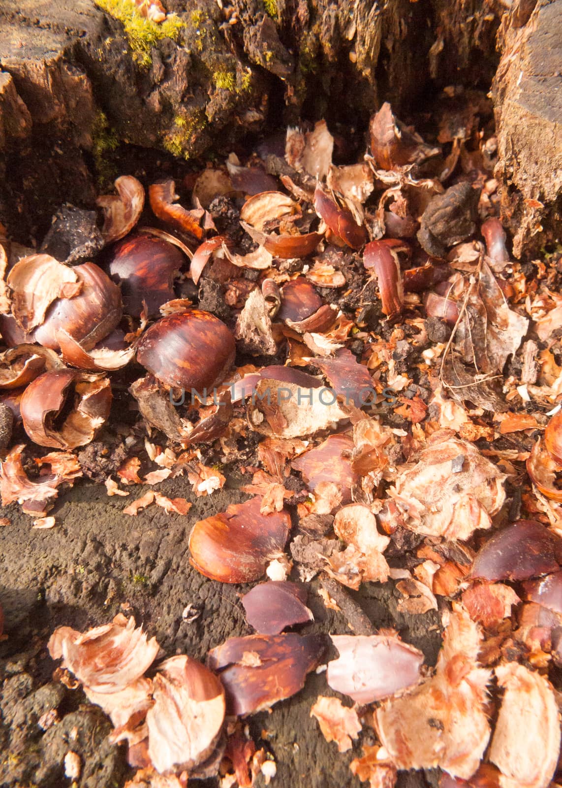 top of tree stump with broken chestnut nut shells brown arrangem by callumrc