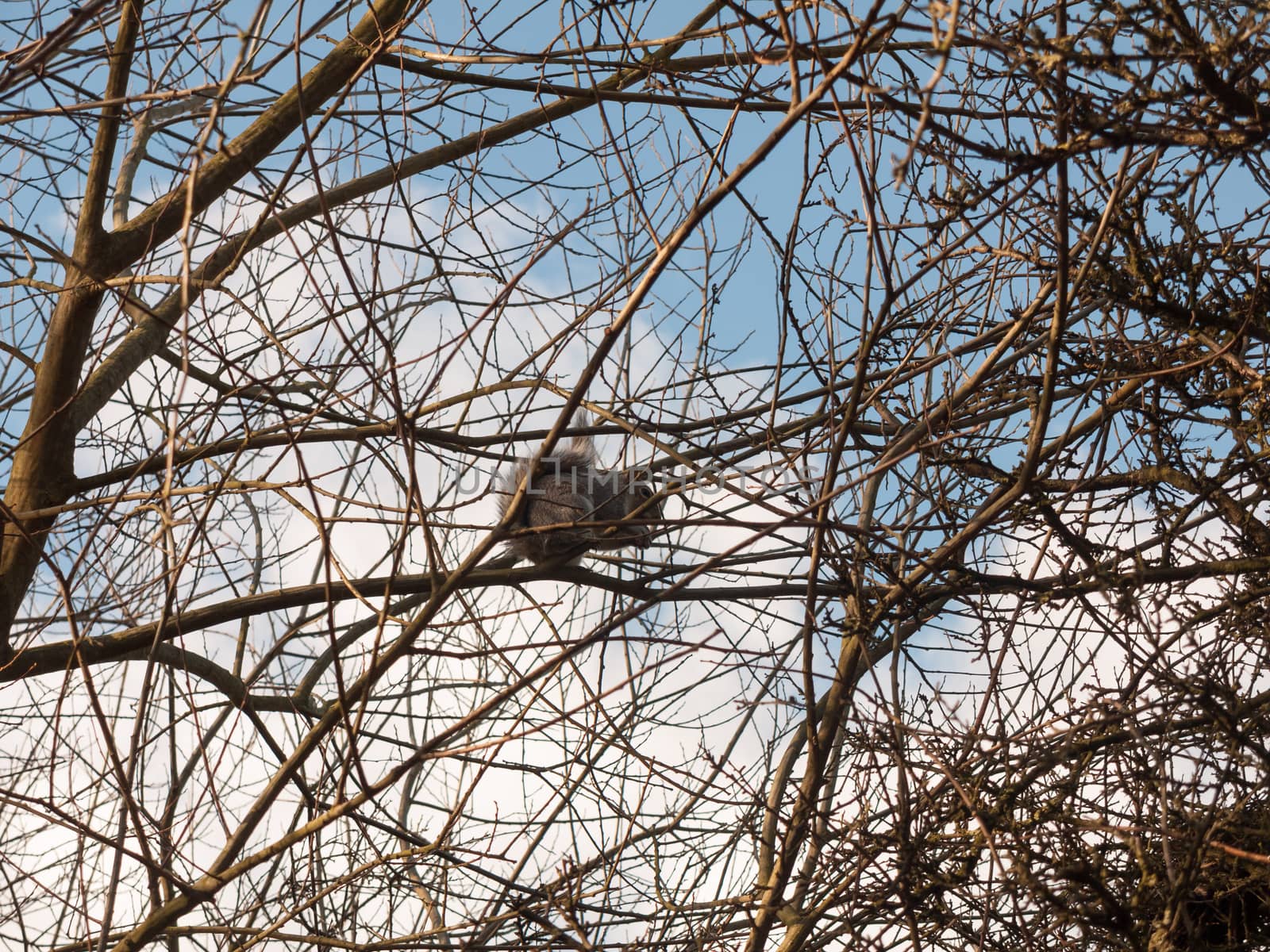 grey squirrel up in tree canopy branches eating; essex; england; uk