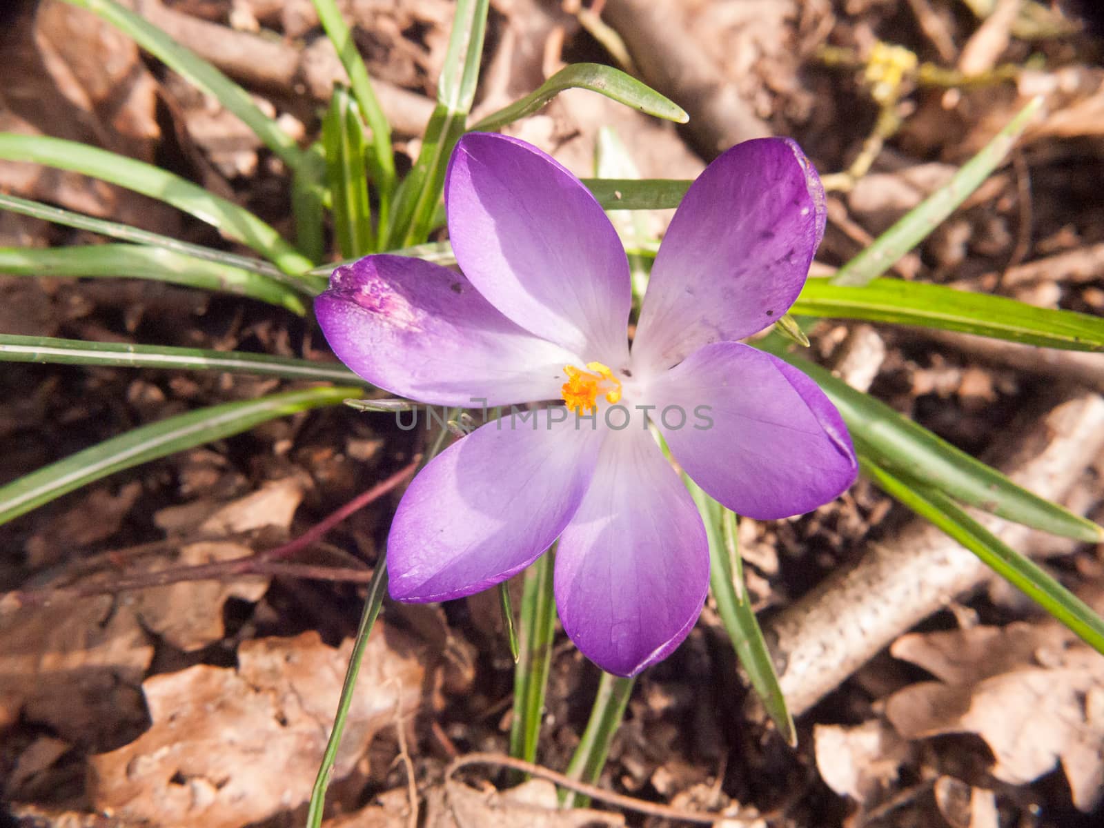 beautiful purple and orange crocus flower forest floor spring close up macro detail inside; essex; england; uk