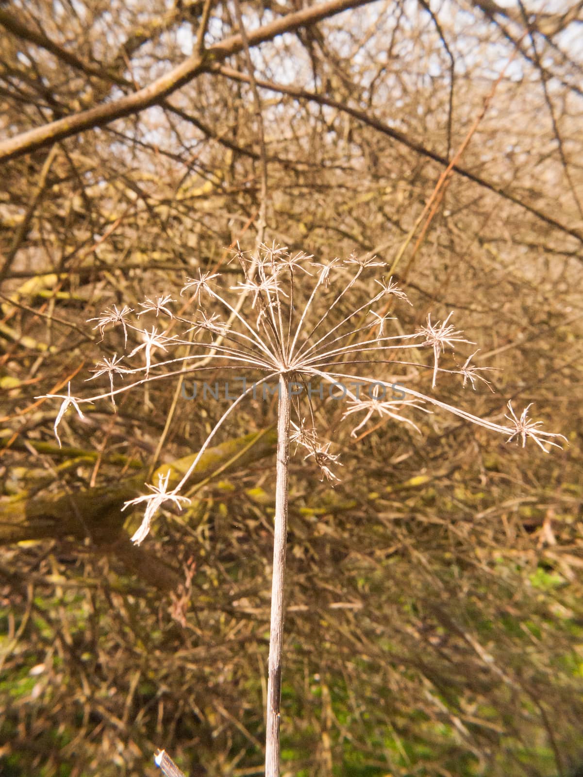 close up dead plant stem pretty arrangement nature by callumrc