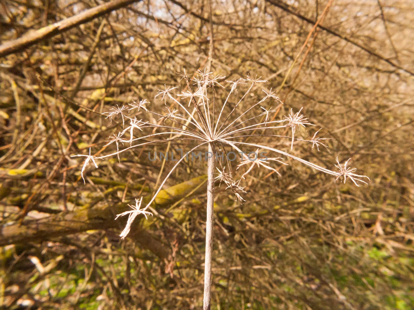 close up dead plant stem pretty arrangement nature; essex; england; uk