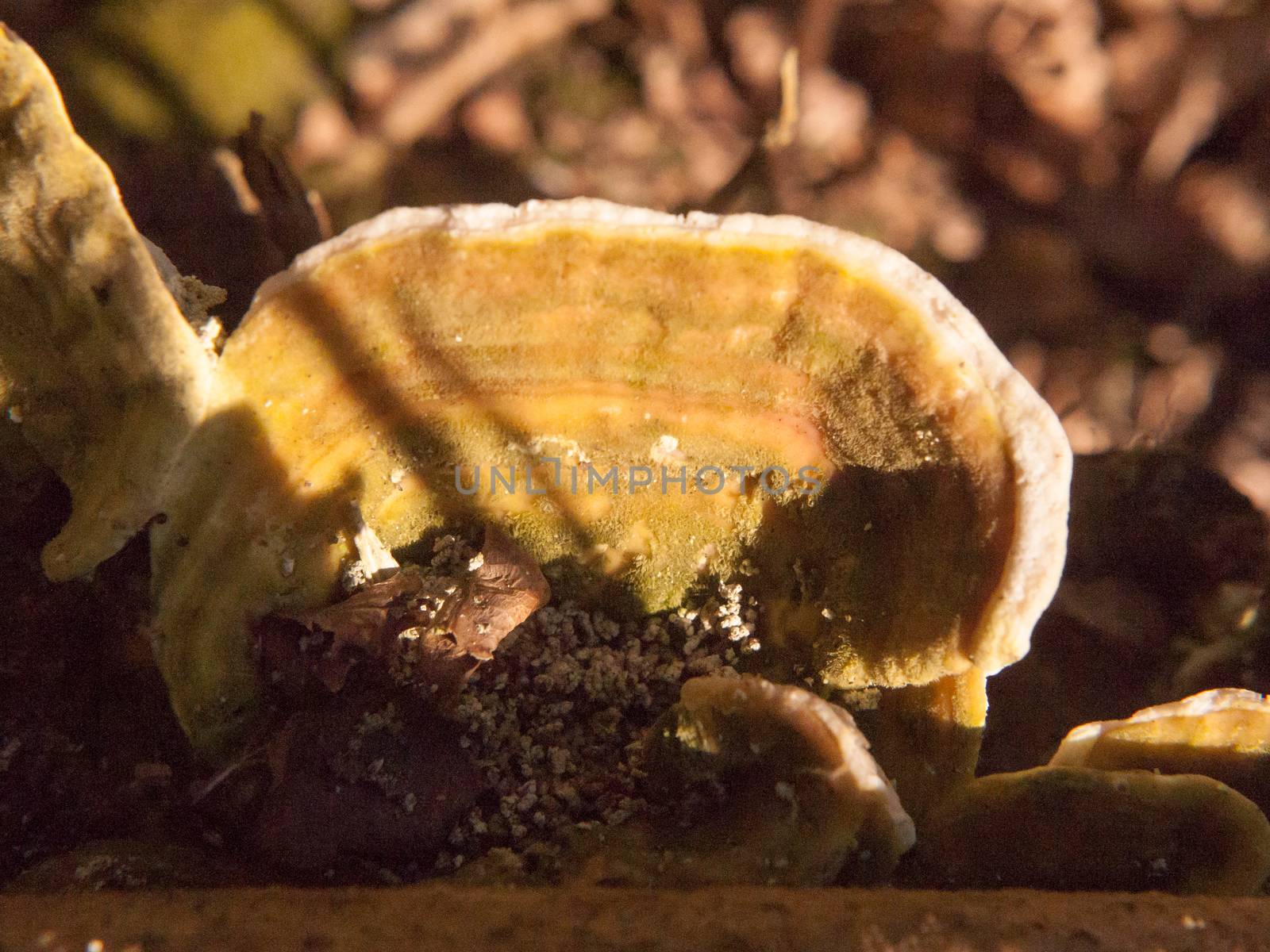 white bracket fungus old rotten growing on dead tree stump close up; essex; england; uk