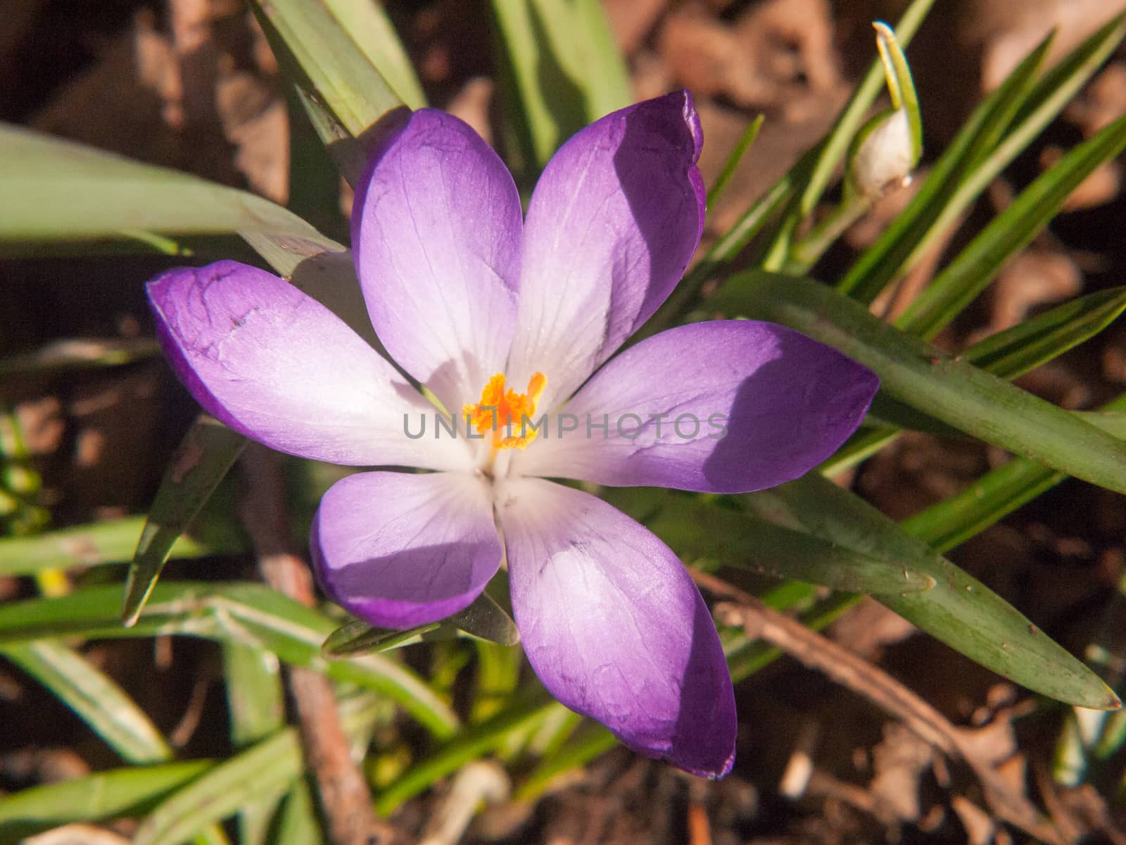 beautiful purple and orange crocus flower forest floor spring close up macro detail inside; essex; england; uk