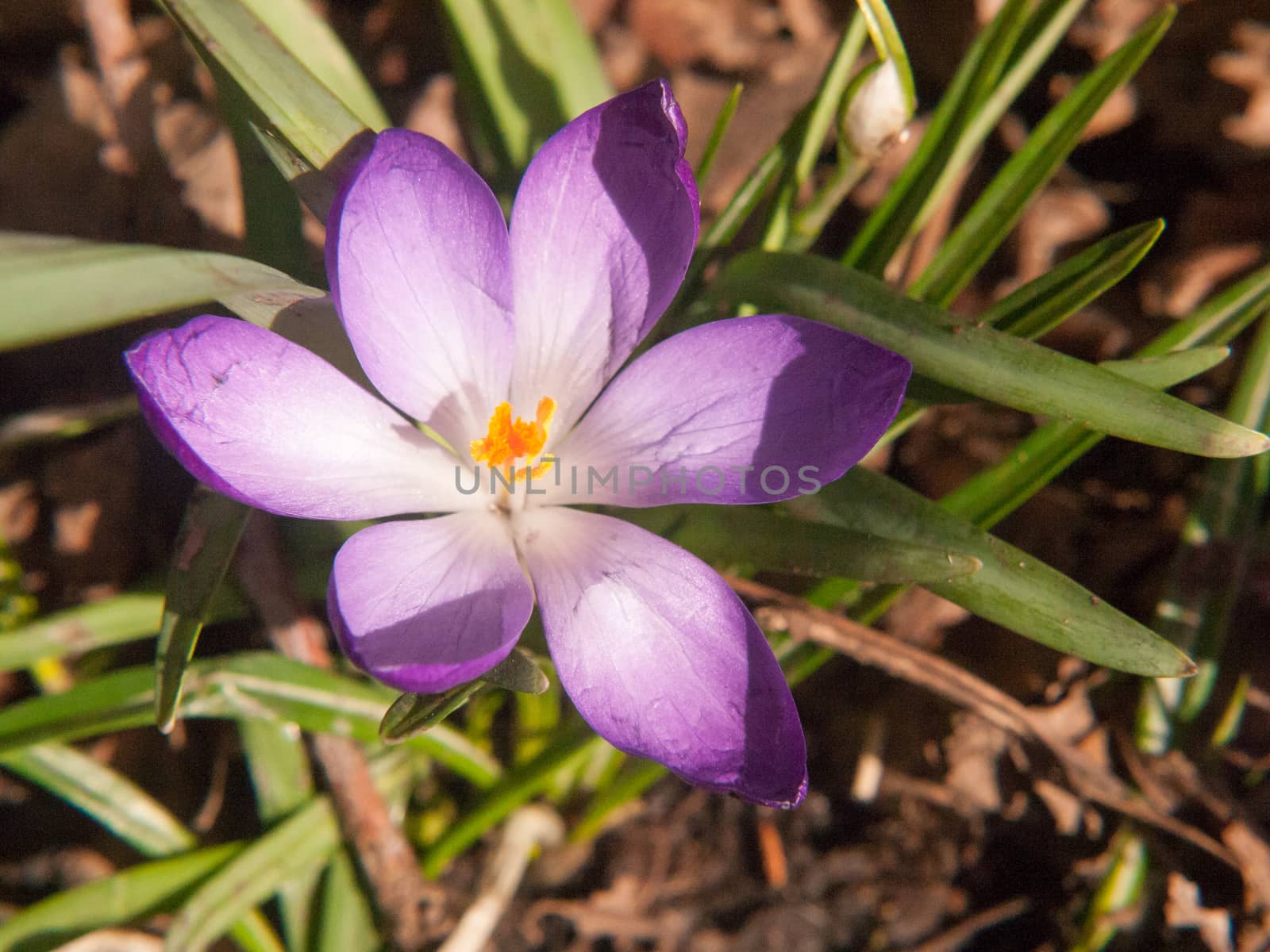 beautiful purple and orange crocus flower forest floor spring close up macro detail inside; essex; england; uk