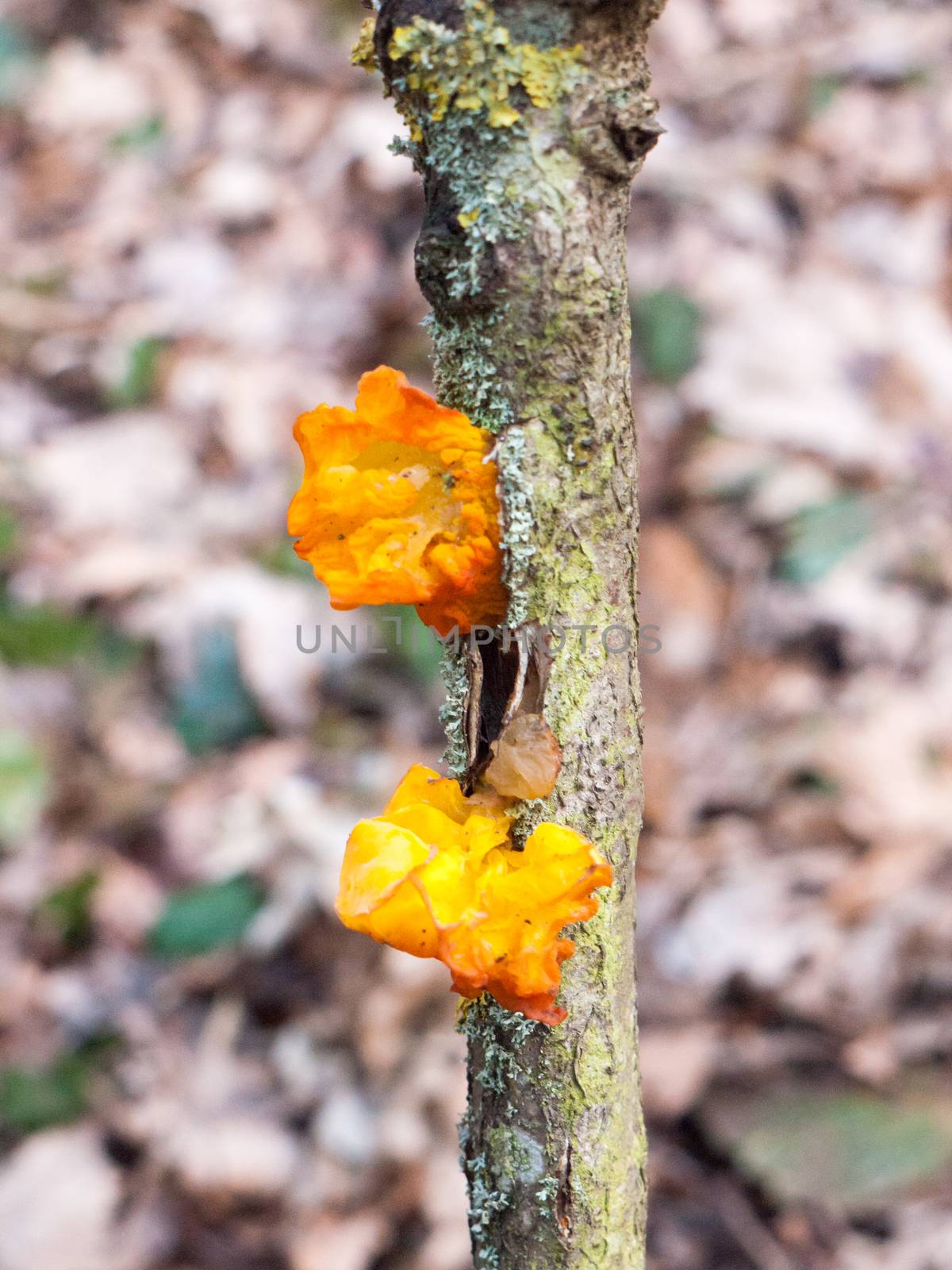 close up fungus woodland branch - Tremella mesenterica Retz. - Yellow Brain Fungus; essex; england; uk
