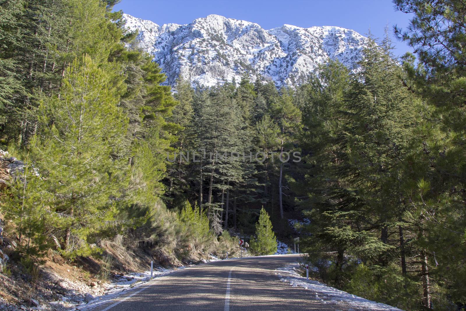 beautiful country road in the forest, Antalya